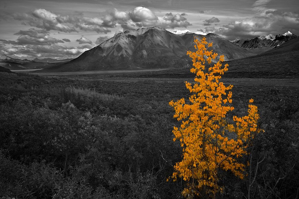 Fall Color  Photo by Jacob W. Frank. Original public domain image from Flickr