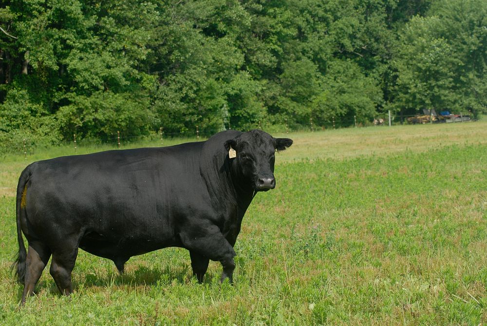 An Angus bull meanders along on a field on a Delaware farm on July 7, 2008. USDA photo by Alice Welch.. Original public…