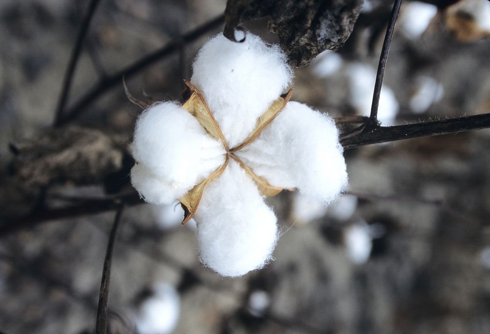 A cotton boll grows in a field in TX on September 2, 1996. USDA photo by Larry Rana. Original public domain image from Flickr