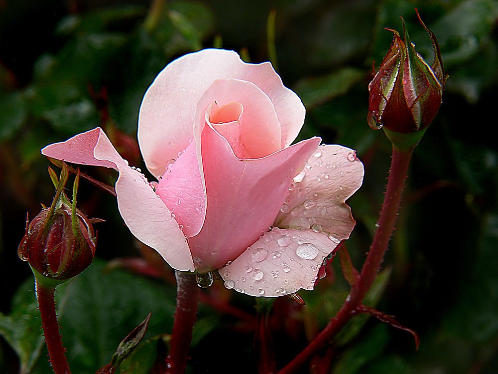 Pink rose afther the rain. Original public domain image from Flickr