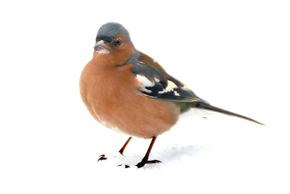Common chaffinch.