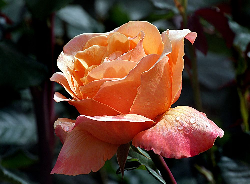 Hybrid orange tea rose, lolita. Original public domain image from Flickr