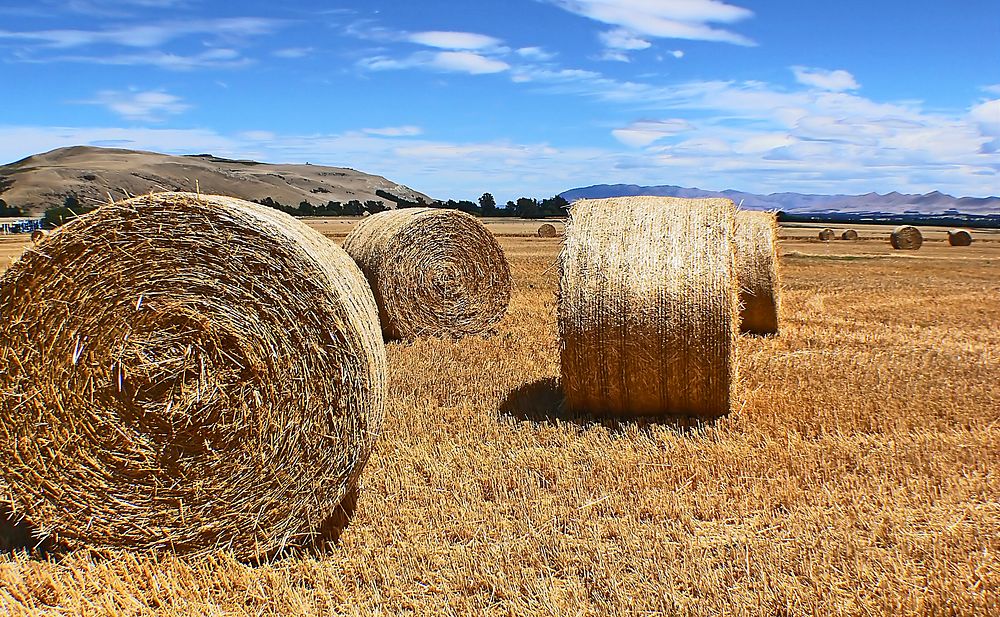 Haybales.ROUND or square bales