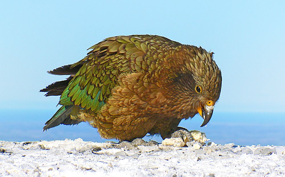 The kea is a large species of parrot of the superfamily Strigopoidea found in forested and alpine regions of the South…