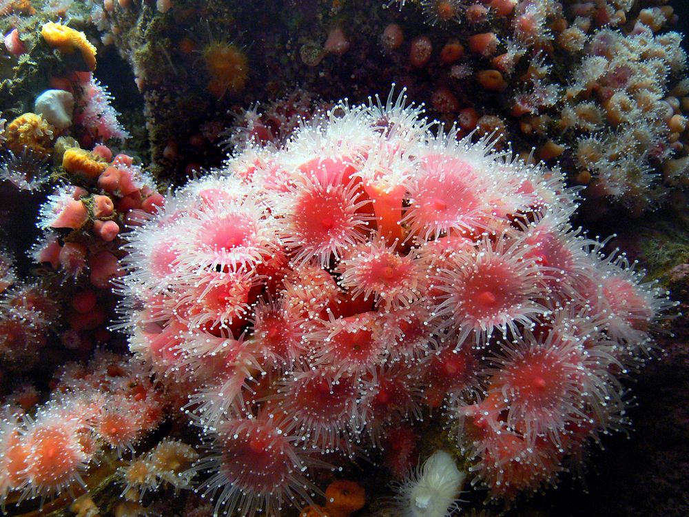 Monterey Aquarium. anemones. Original public domain image from Flickr