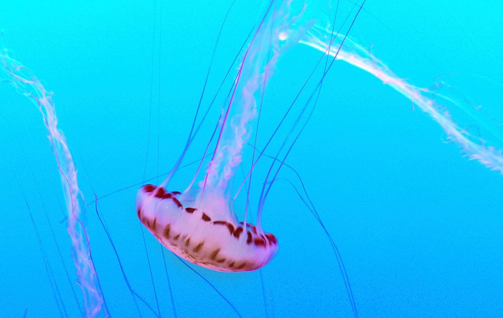 Monterey Aquarium. Jelly Fish. Original public domain image from Flickr