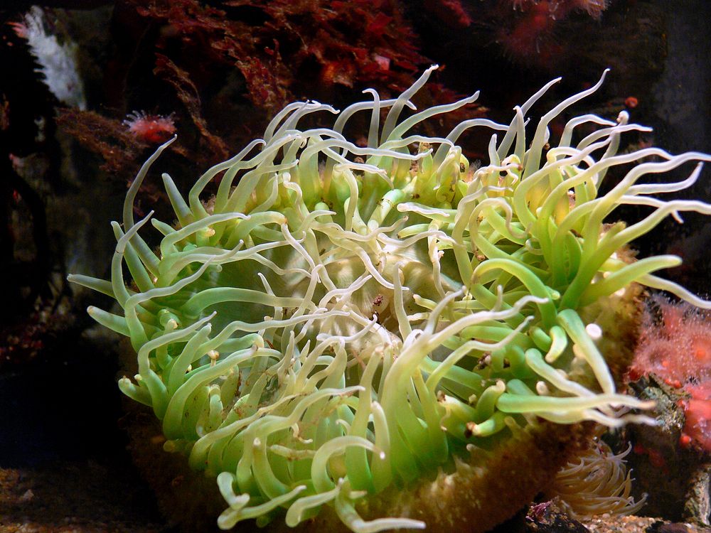 Monterey Aquarium.anemones