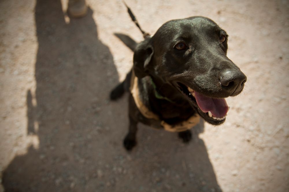 Paris, a military working dog, stands by her handler during a patrol in Khaki Safed, Farah province, Afghanistan, Oct. 21…