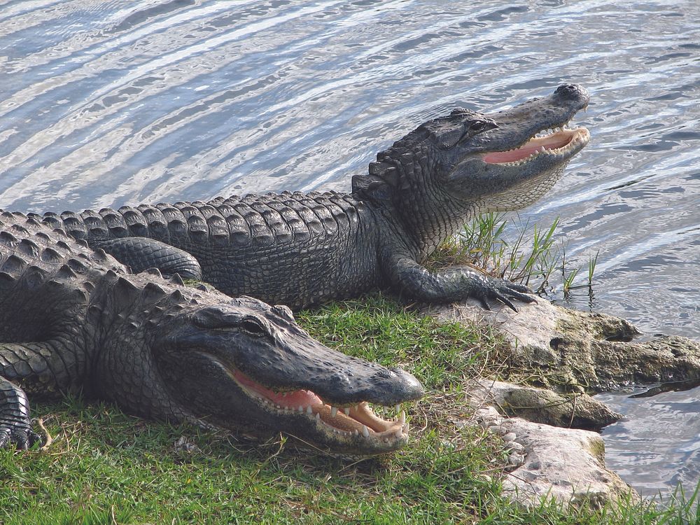 Alligators are on the top of many visitor's "must see" lists.