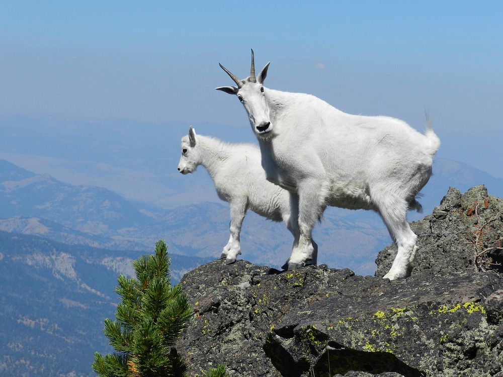 Mountain goats on Sepulcher Mountain. Nanny mountain goat with her kid on Sepulcher Mountain. Original public domain image…