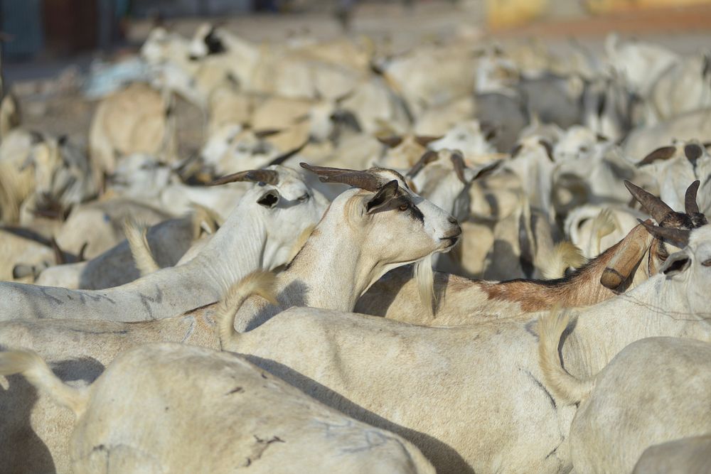 A herd of goats stand in Bakara Animal Market in Mogdishu, Somalia, on April 13.
