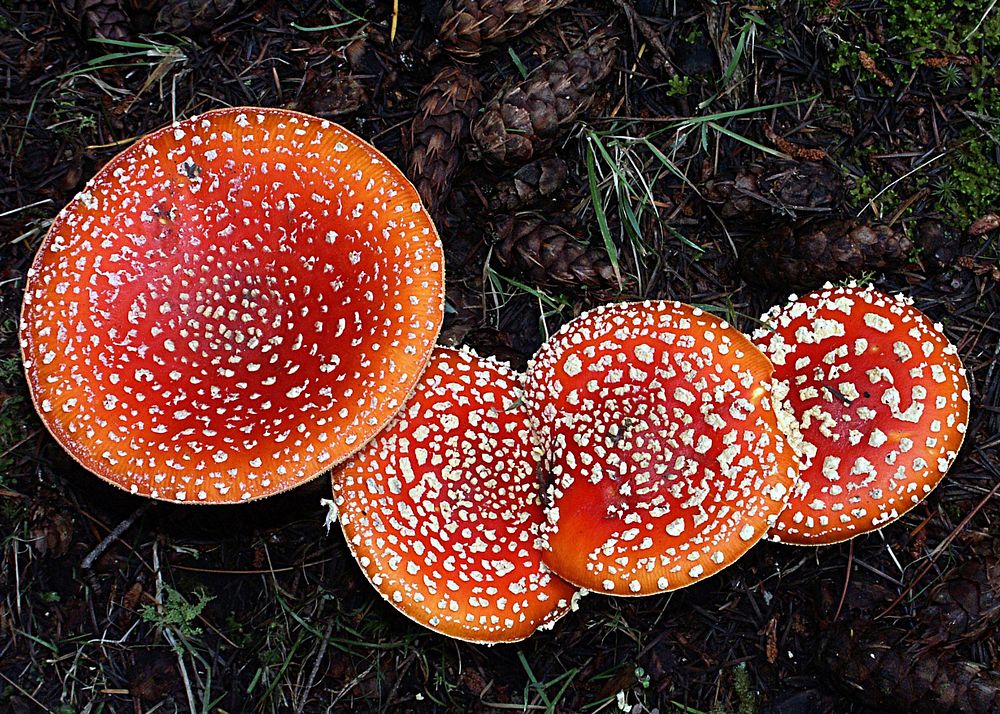 Amanita muscaria, commonly known as the fly agaric or fly amanita, is a poisonous and psychoactive basidiomycete fungus, one…