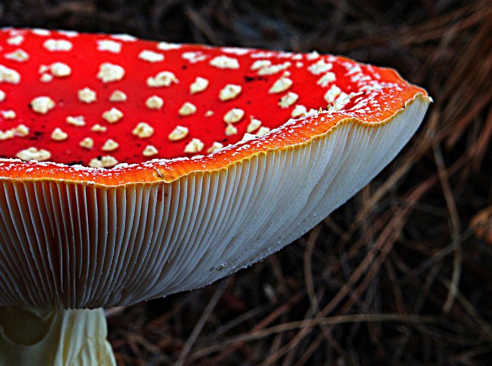 Amanita muscaria, commonly known as the fly agaric or fly amanita, is a poisonous and psychoactive basidiomycete fungus, one…