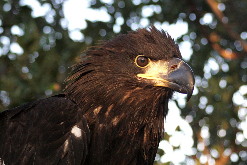Bald Eagle - Immature, NPS Photo, Rodney Cammauf.