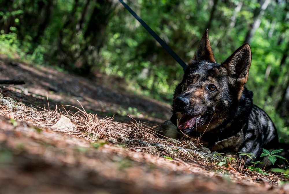 U.S. Air Force military working dog (MWD) Jaga, a three-year-old German Shepherd assigned to the 628th Security Forces…