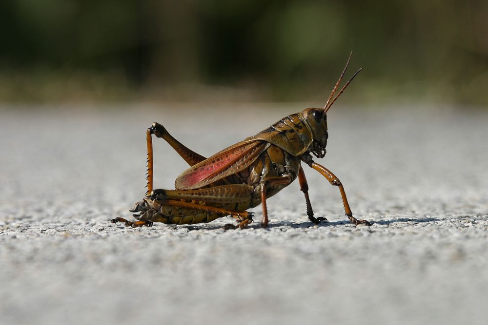 Lubber Grasshopper, NPSPhoto, R. Cammauf. Original public domain image from Flickr