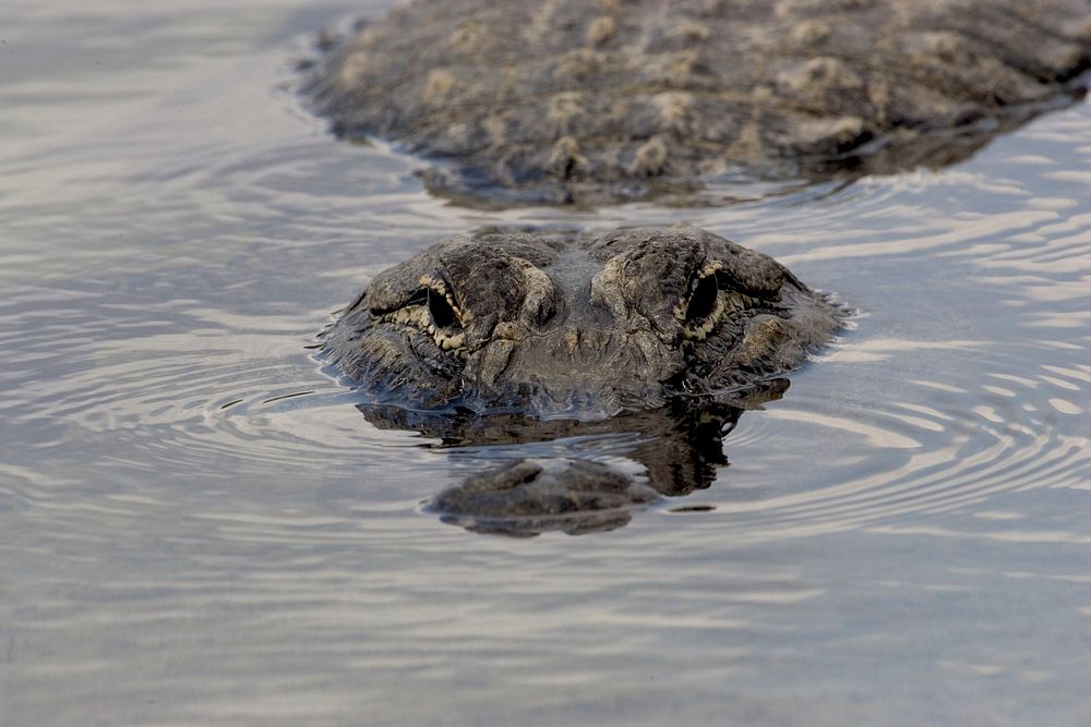 Alligator head, surfing on water. Original public domain image from Flickr
