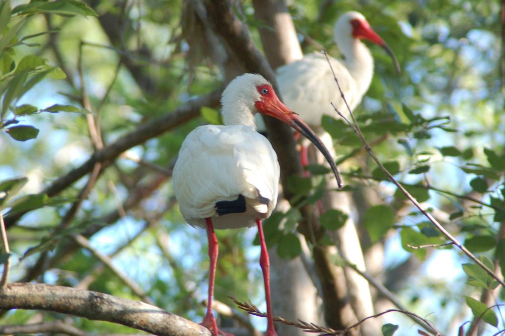White Ibis in tree, NPSphotos