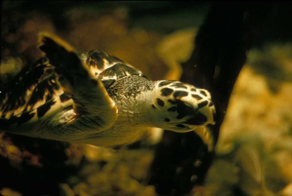 Sea Turtle, NPSPhoto .