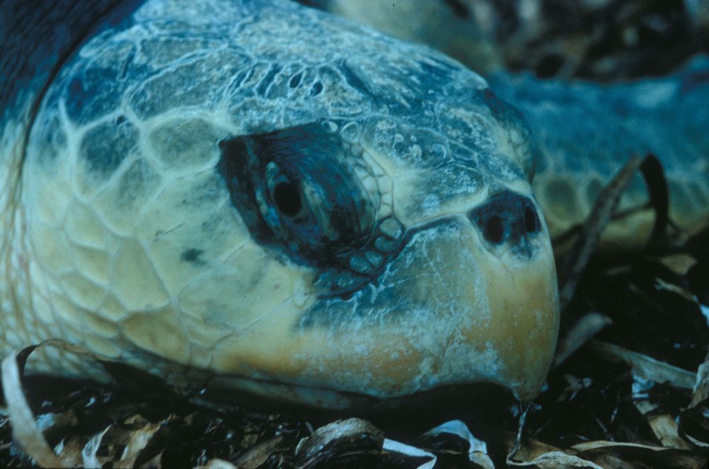 Sea Turtle, NPSPhoto.