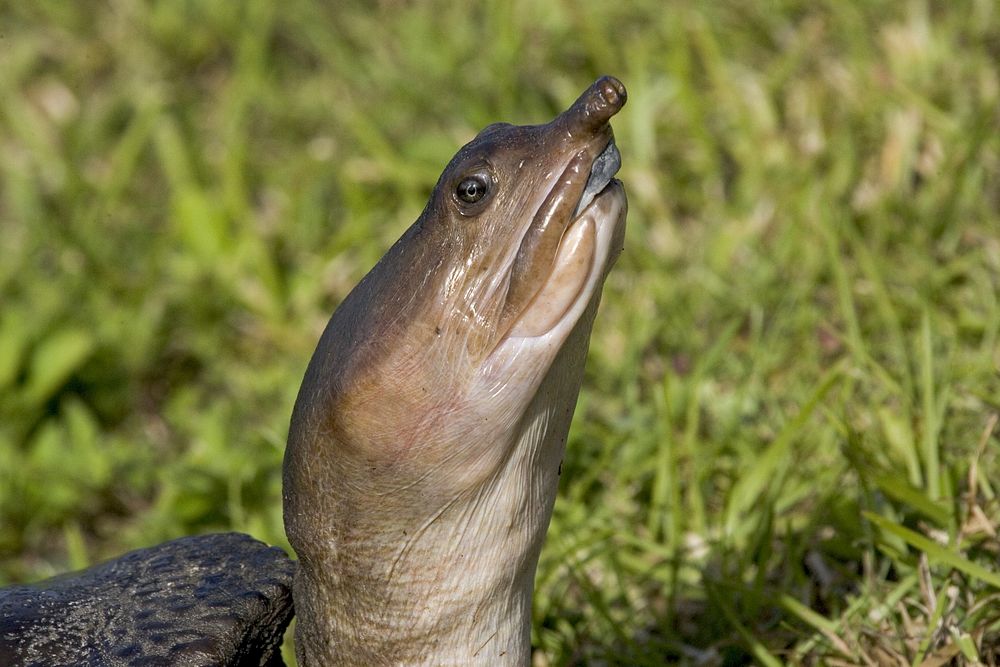 Soft Shelled Turtle, NPSPhoto, R. Cammauf. Original public domain image from Flickr