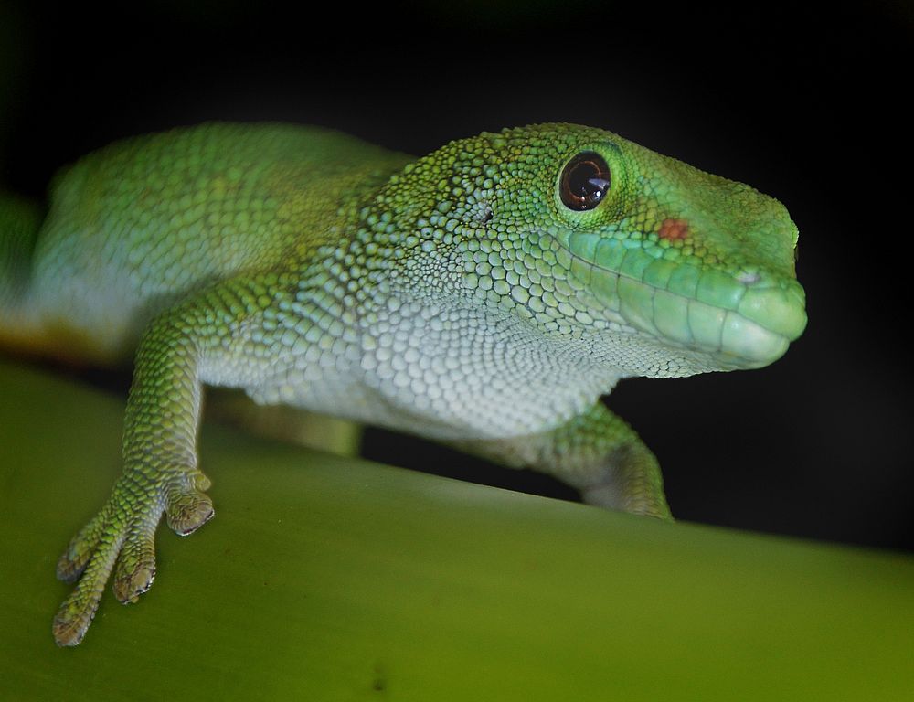 Green gecko on green stem. Original public domain image from Flickr