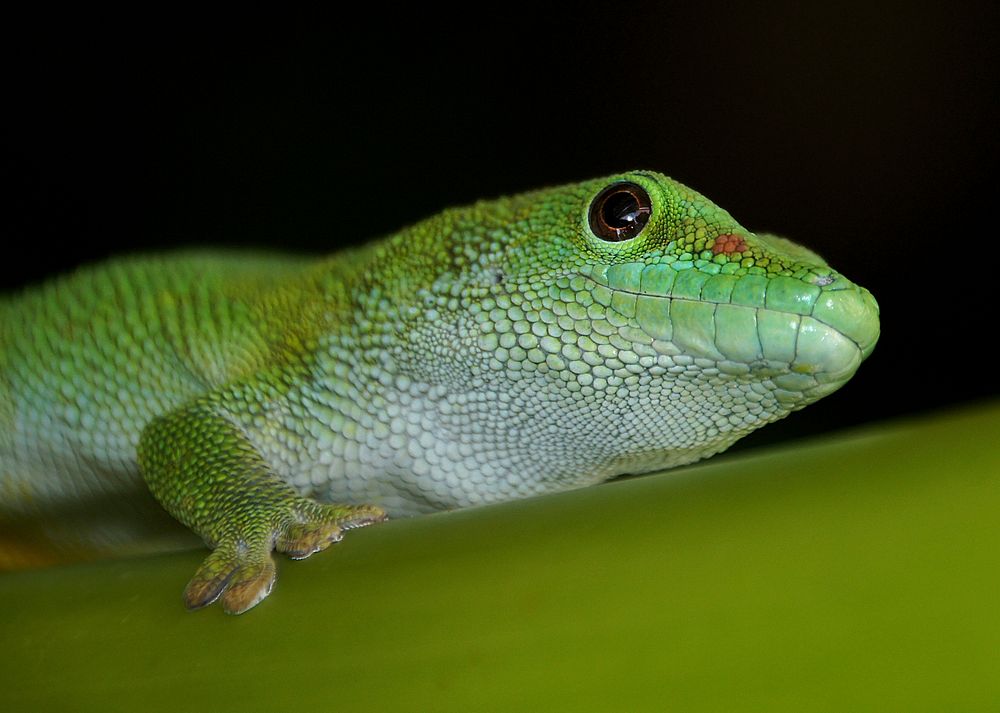 Madagascar day gecko is a diurnal subspecies of geckos. It lives on the eastern coast of Madagascar and typically inhabits…