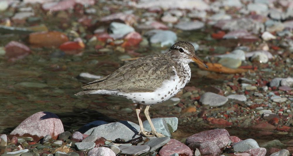 Spotted Sandpiper. Original public domain image from Flickr
