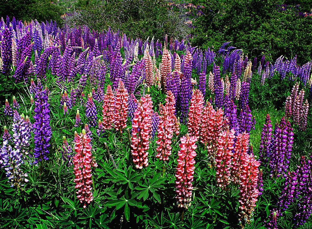 Russell Lupins.