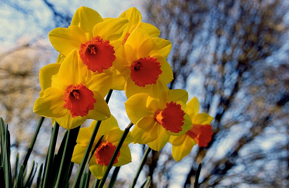Yellow daffodils. Original public domain image from Flickr