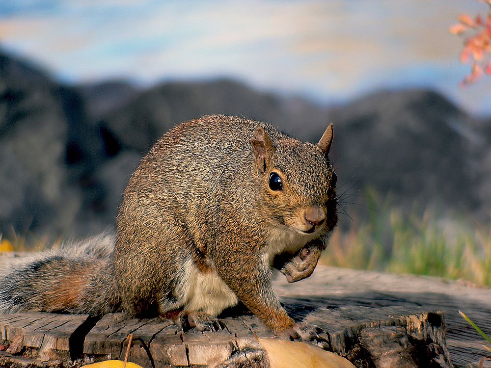 Squirrel siting on the rock. Original public domain image from Flickr 