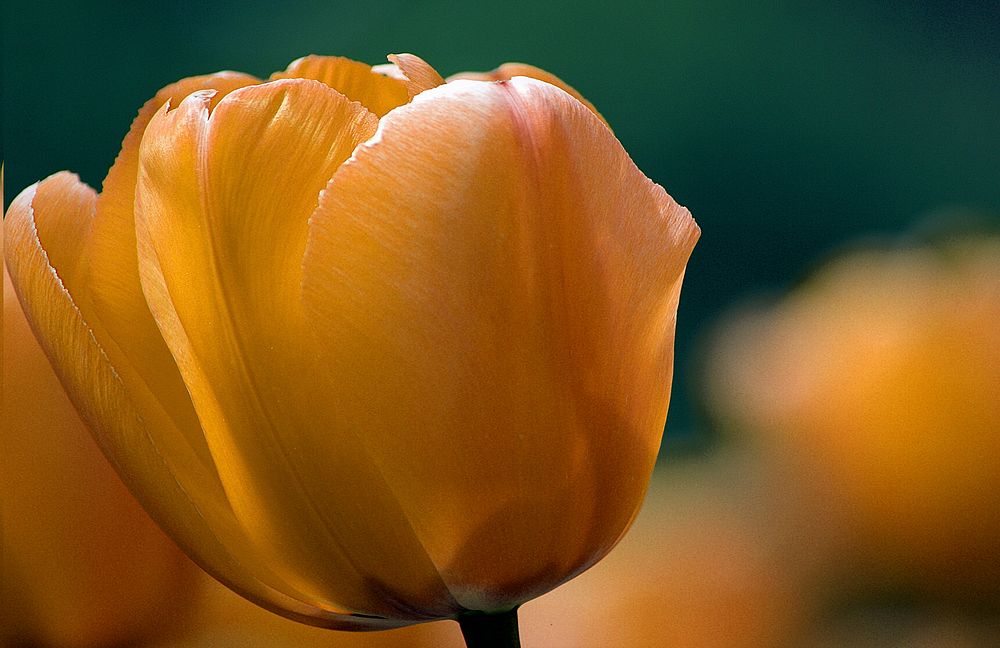 TulipsTulips originated in Turkey getting their name from the Turkish word "tulbend" which means turban.