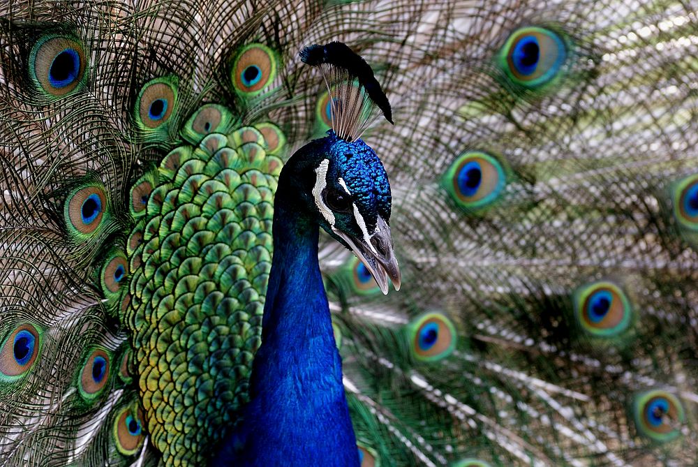 Peacock. (Pavo cristatus),