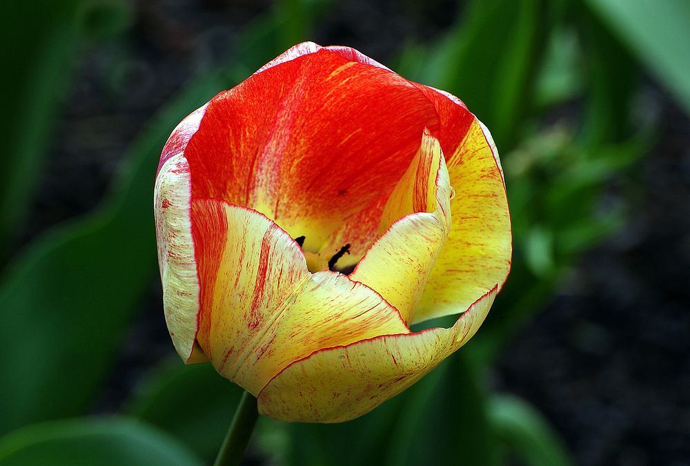 TulipThe tulip is a perennial, bulbous plant with showy flowers in the genus Tulipa, of which ca 75 [1] wild species are…