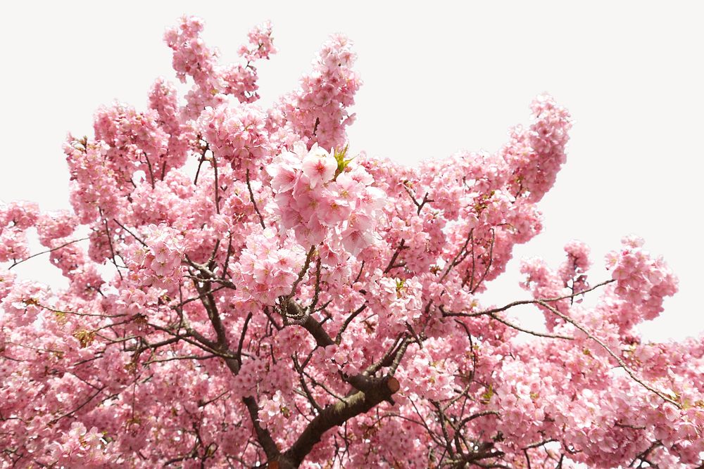Blooming cherry blossom border, flower image psd