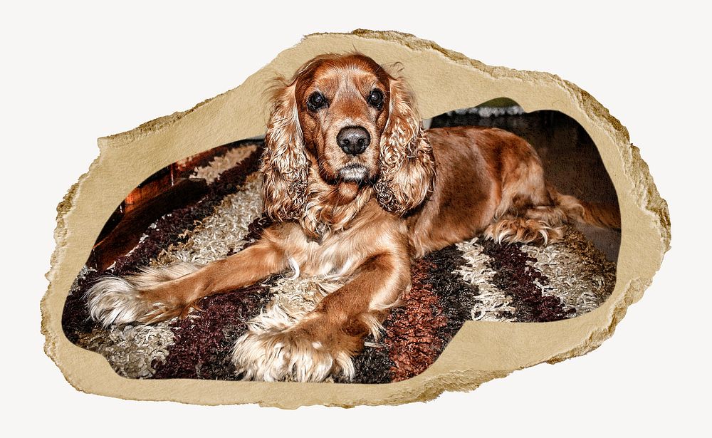 Brown dog lying on carpet image element