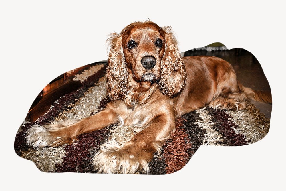 Brown dog lying on carpet collage element psd