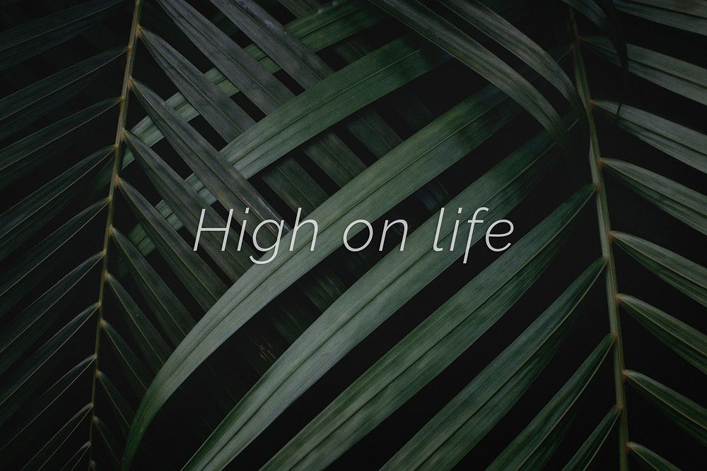 High on life quote on a palm leaves background