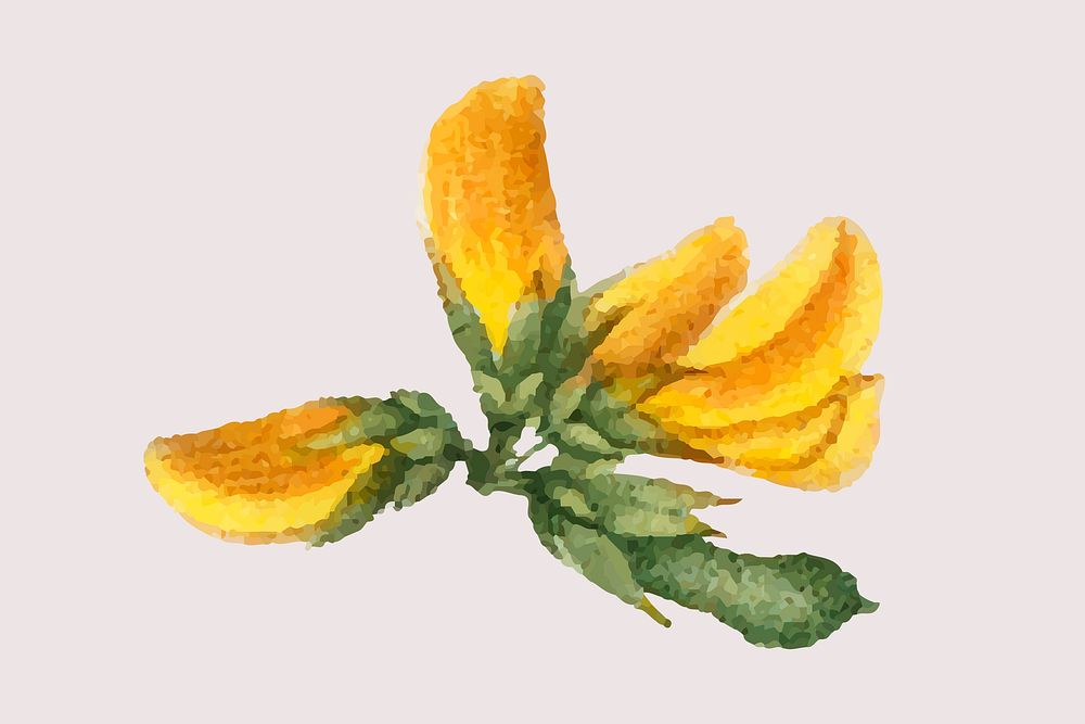 Vintage yellow cytisus flower hand drawn illustration