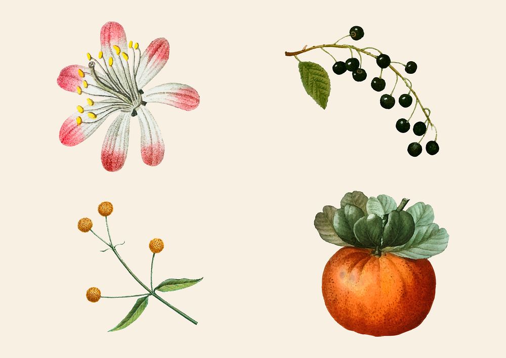 Fruit and flower vintage set hand drawn illustration