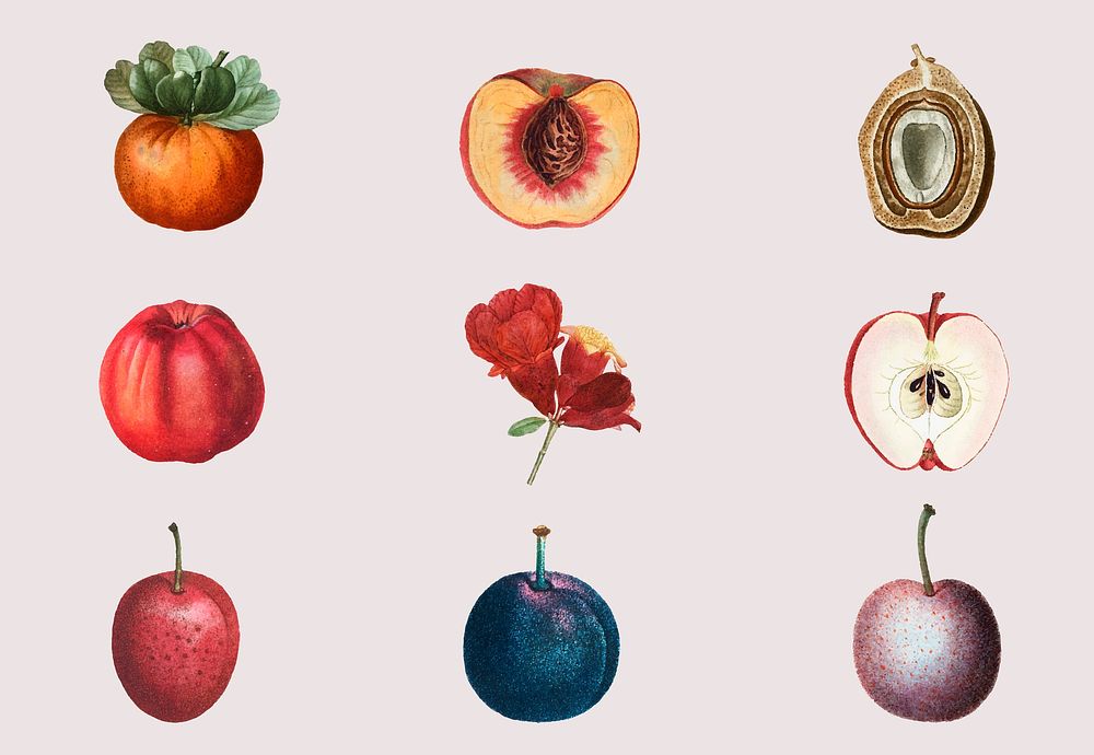 Fruit and flower vector set vintage illustration
