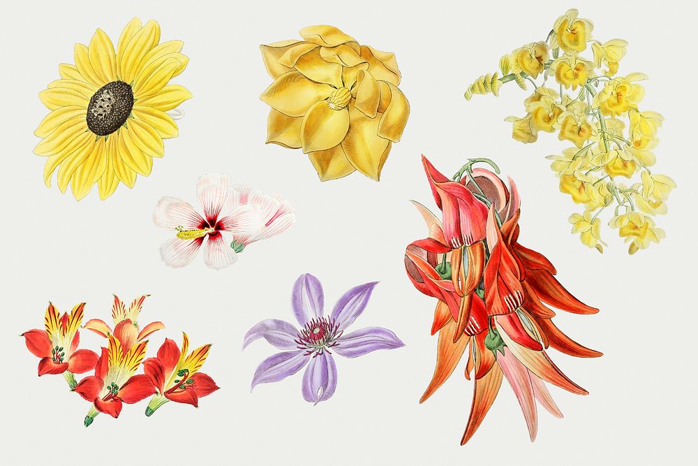 Colorful blooming flower set hand drawn 