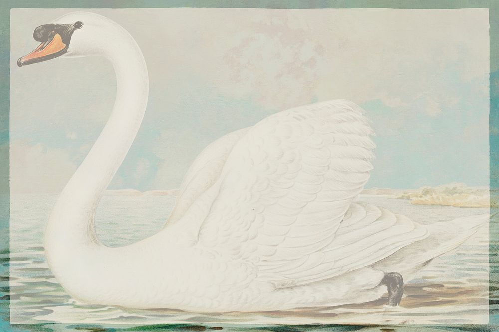 Vintage swan frame psd detailed drawing