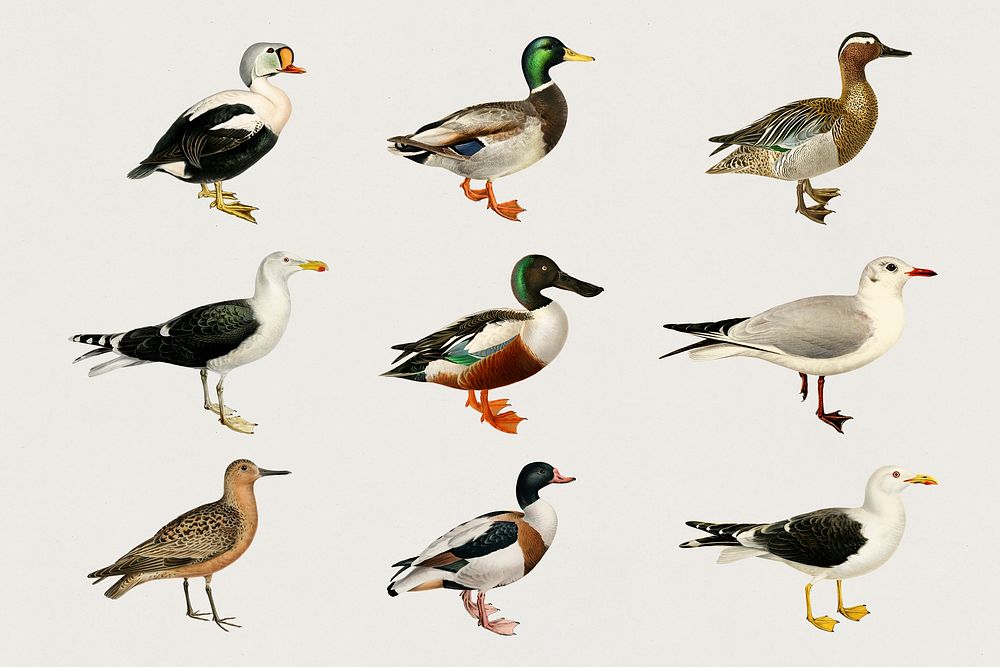 Vintage mixed ducks hand drawn bird collection