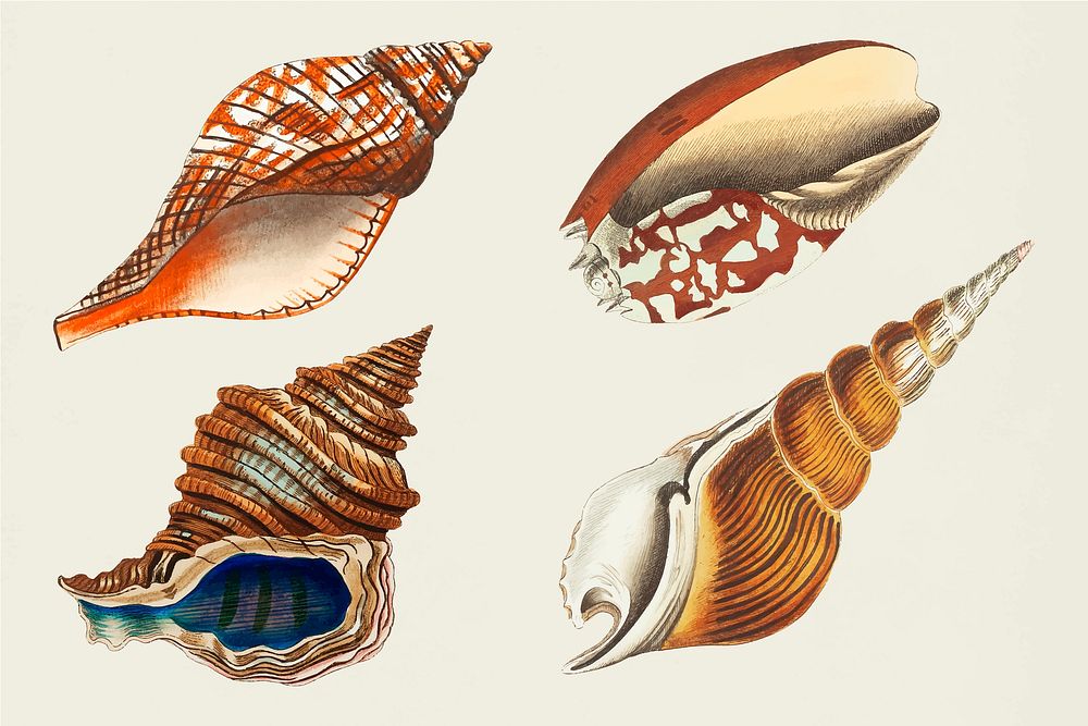 Vintage seashells vector colorful illustration set