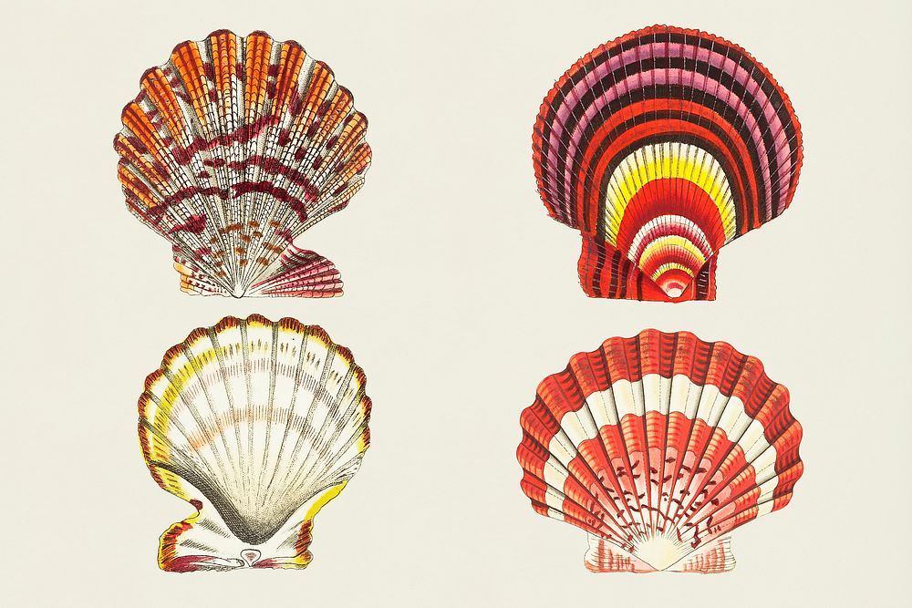 Psd vintage seashells colorful collection