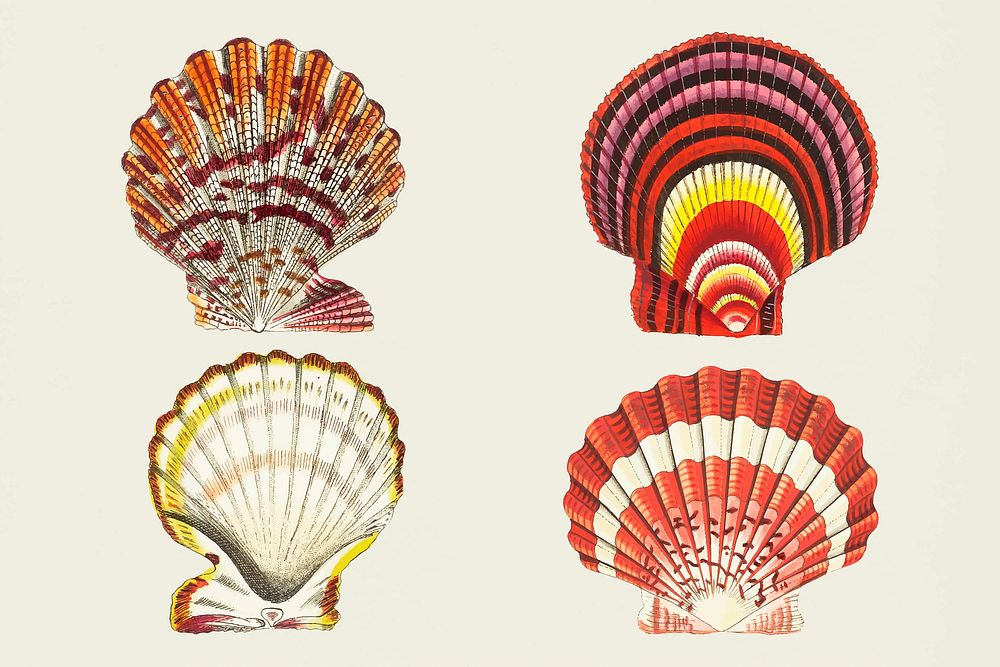 Vintage seashells vector colorful stickers set
