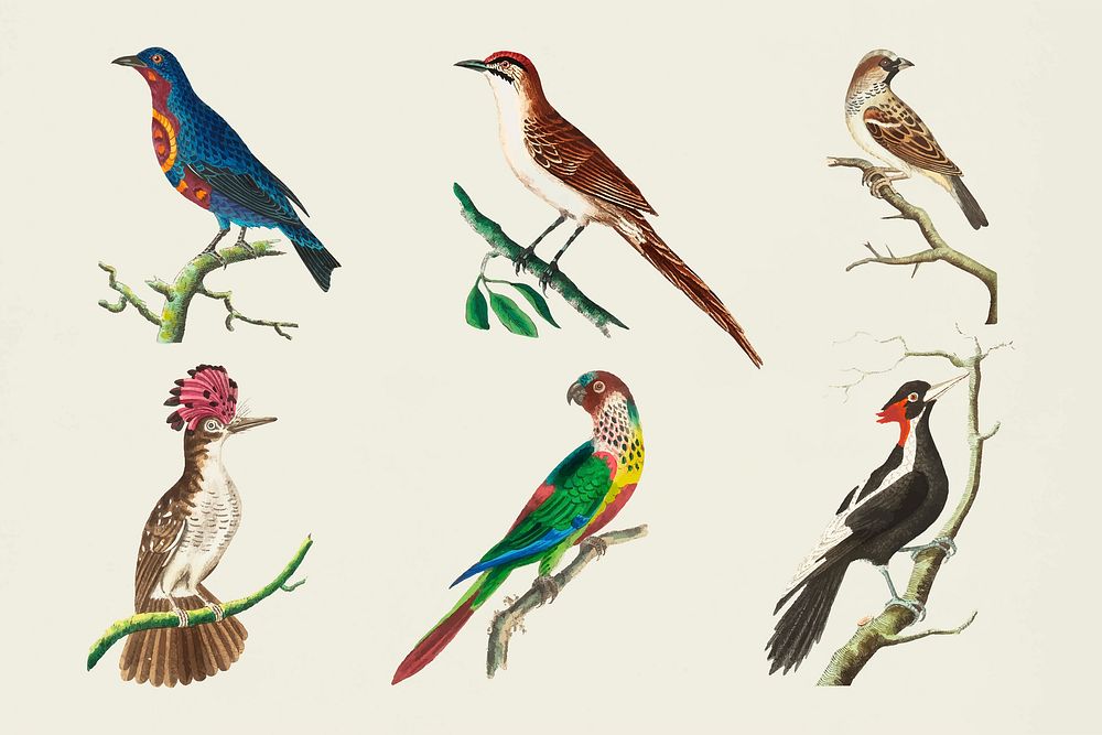 Vintage birds colorful illustration set