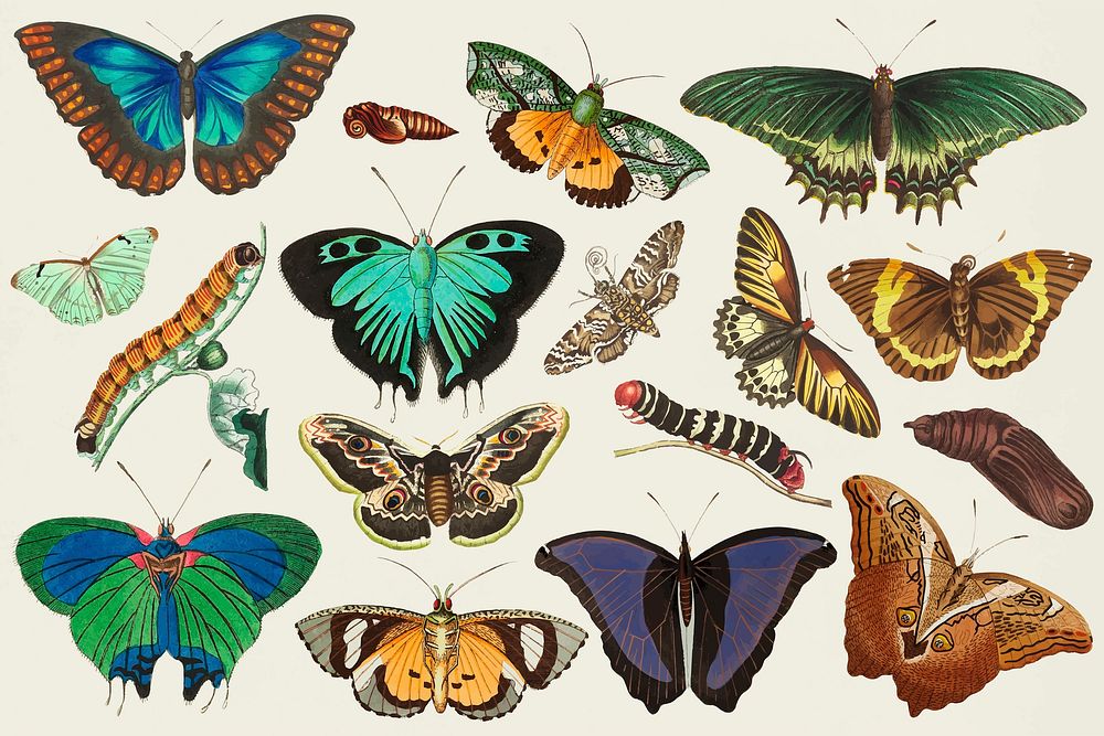 Vintage butterfly colorful illustration set