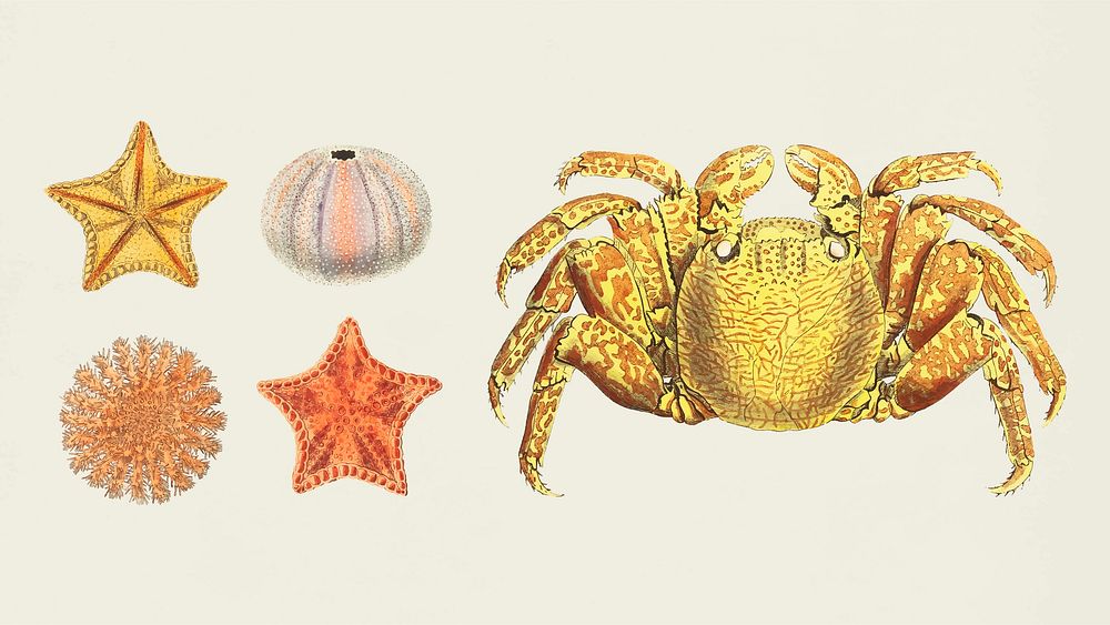 Colorful sea animals vintage illustration clipart set